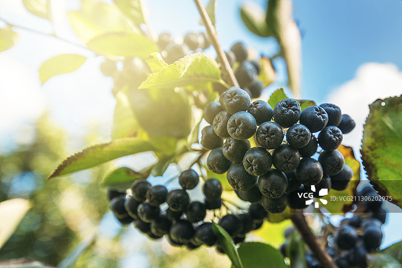枝头上的成熟黑果腺肋花楸浆果图片素材