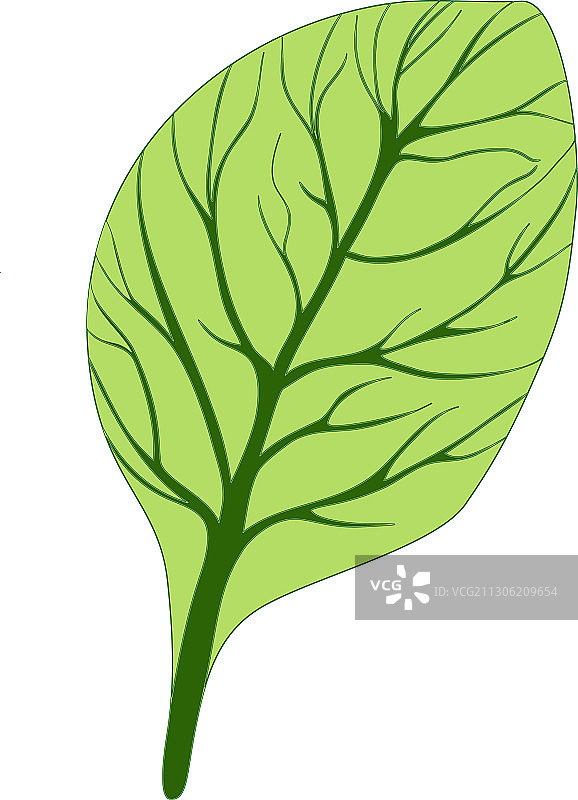 白色背景上的单片绿色菠菜叶图片素材