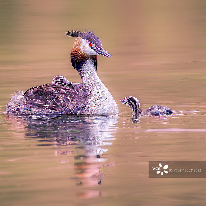 䴙䴘小宝宝从妈妈背上下来学习游泳，一段时间后又想回到妈妈的背图片素材
