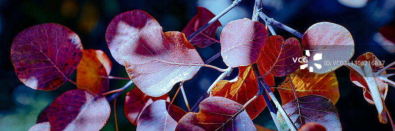 坡峰岭红叶（5）2020-10-24图片素材