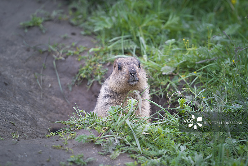 草原上的土拨鼠图片素材