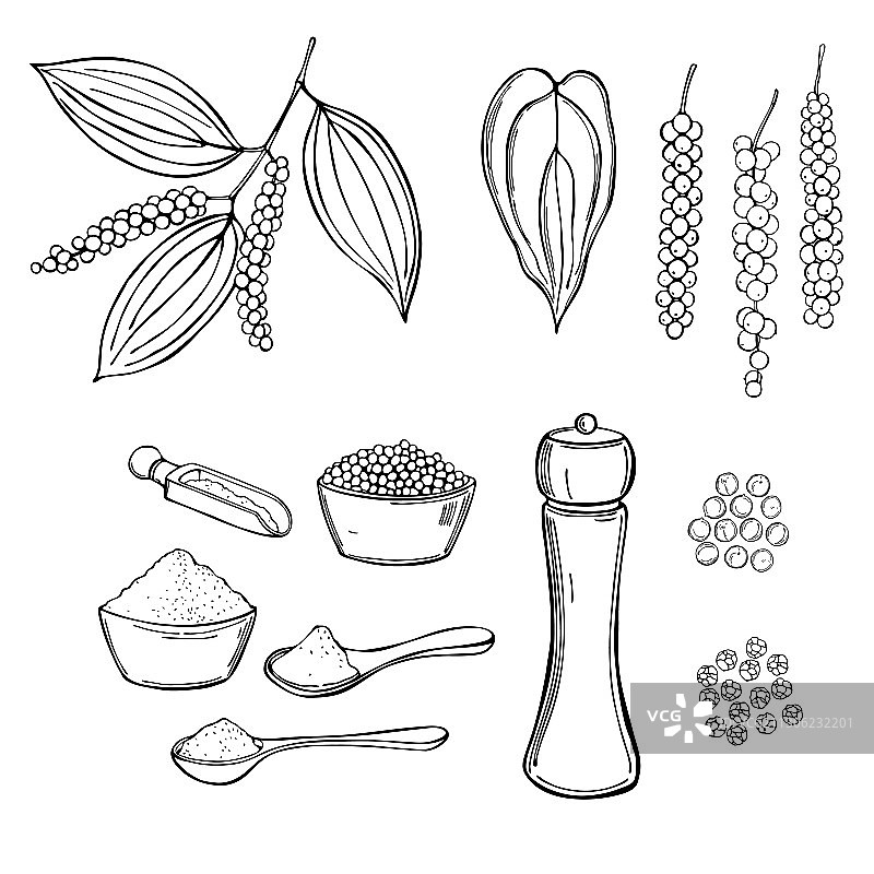 手绘黑胡椒素描图片素材