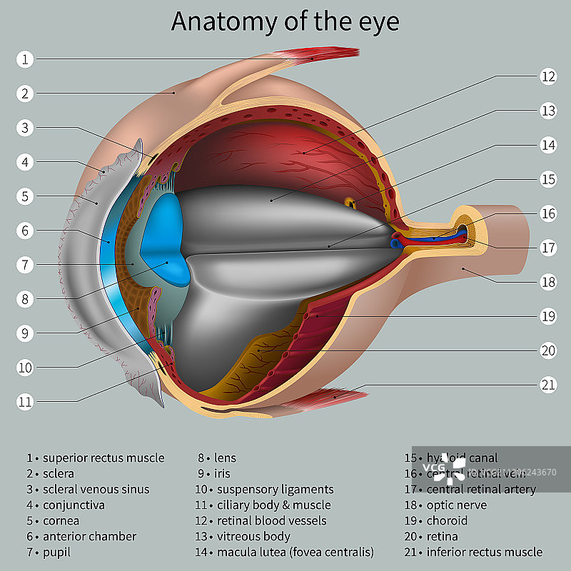 眼睛解剖结构图片素材