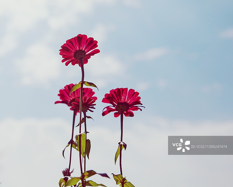百日菊图片素材