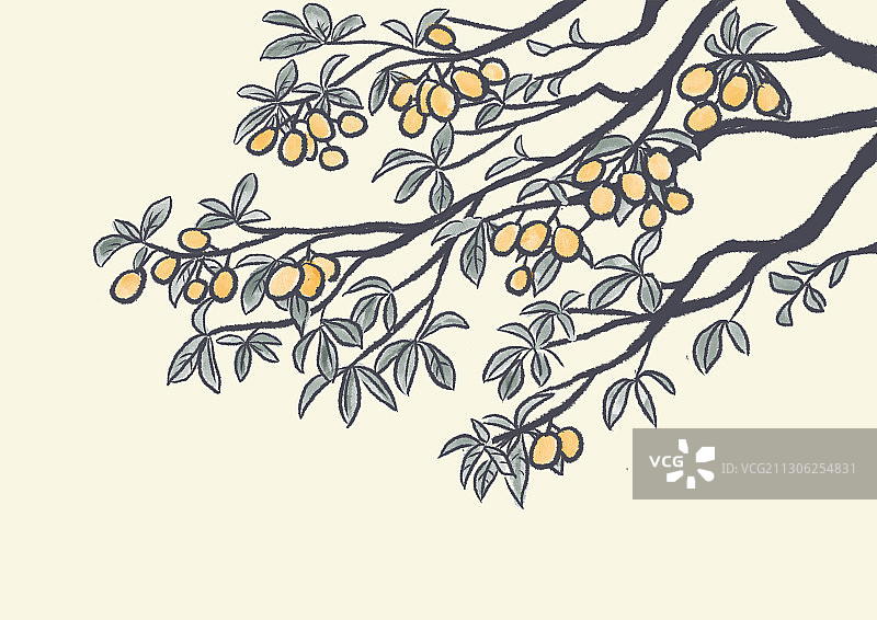 水墨风夏天的枇杷树图片素材