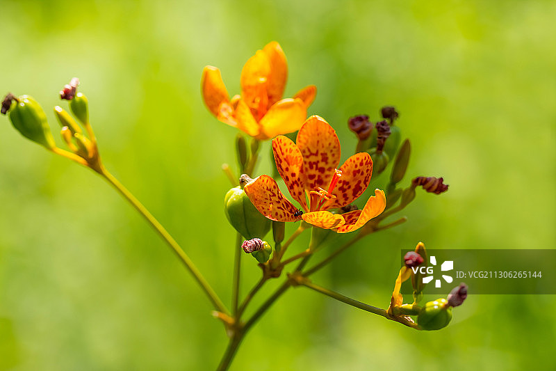 尾蝶花图片素材