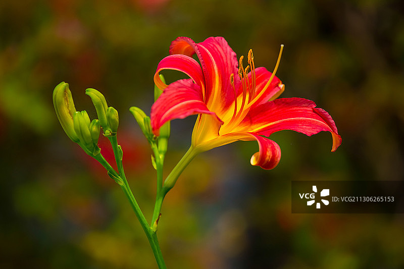 金针花图片素材