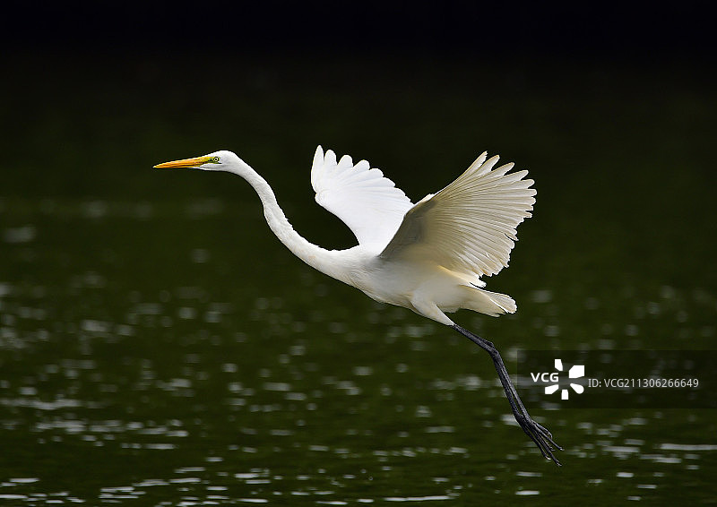 沿着河流飞行的大白鹭图片素材