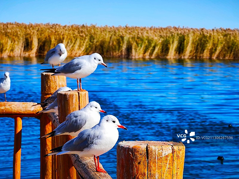 居延海图片素材