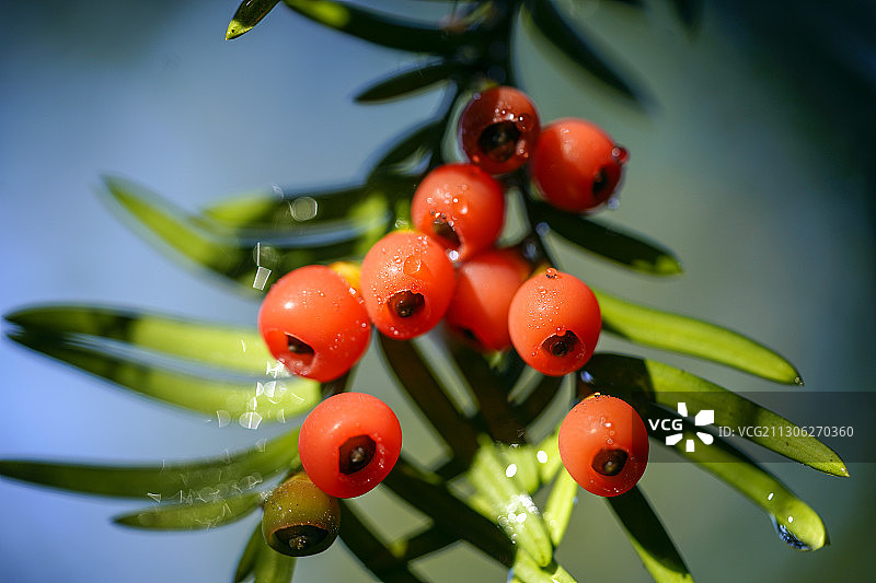 象征高雅爱情的红豆杉果，进入深秋娇艳欲滴图片素材