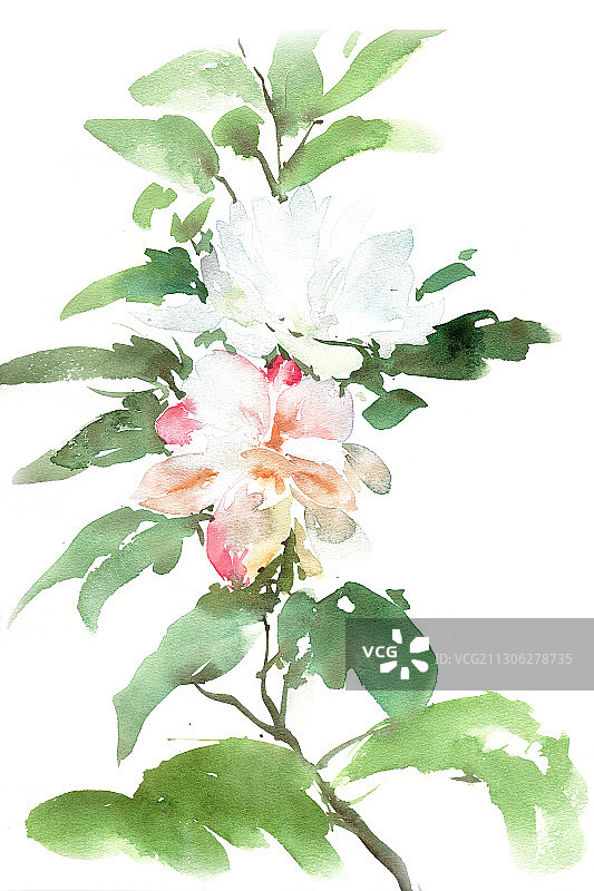 淡雅的木槿图片素材