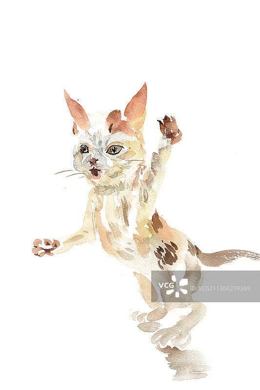 可爱的小猫图片素材