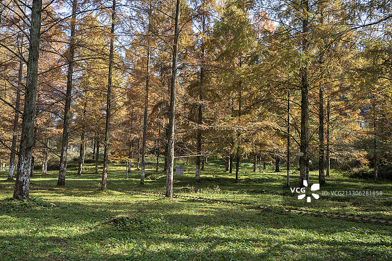 利川小河水杉林图片素材