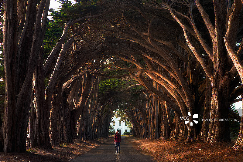 站在松树和森林形成的包围型结构奇特结构当中，美国加州旧金山图片素材