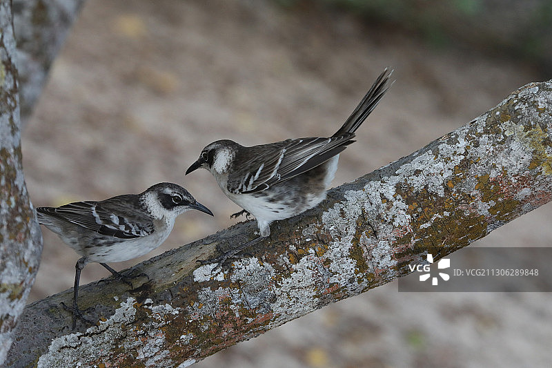 达尔文雀图片素材