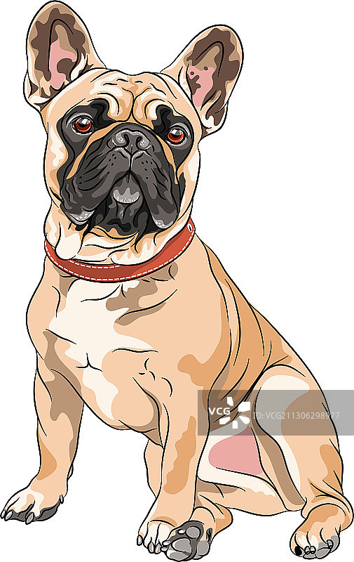 小黄狗法国斗牛犬图片素材