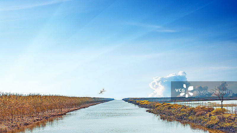 秋日崇明东滩湿地图片素材