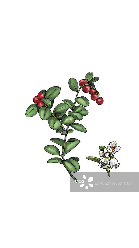 植物图片素材
