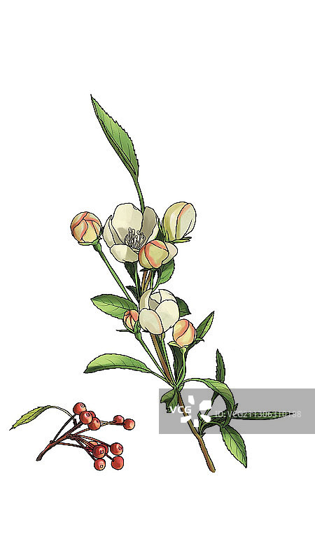 植物图片素材