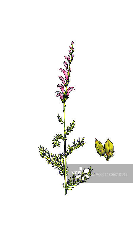 植物图片素材