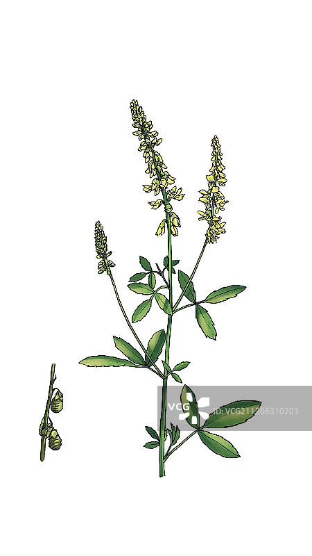 植物图片素材