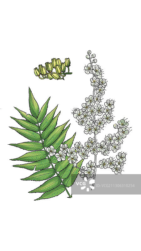 植物图片素材