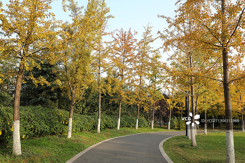 银杏小道图片素材