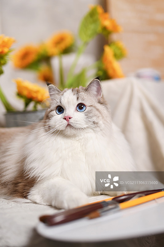 向日葵盆栽边的布偶猫图片素材