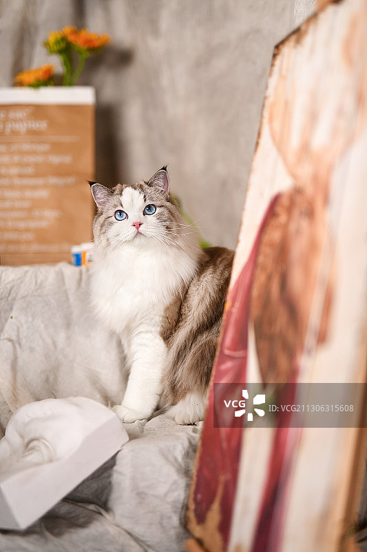 向日葵盆栽边的布偶猫图片素材