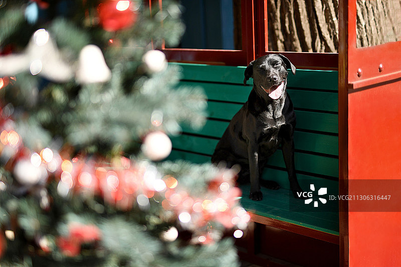 街景里玩耍的黑色拉布拉多图片素材