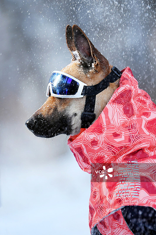 雪景里的大型犬图片素材