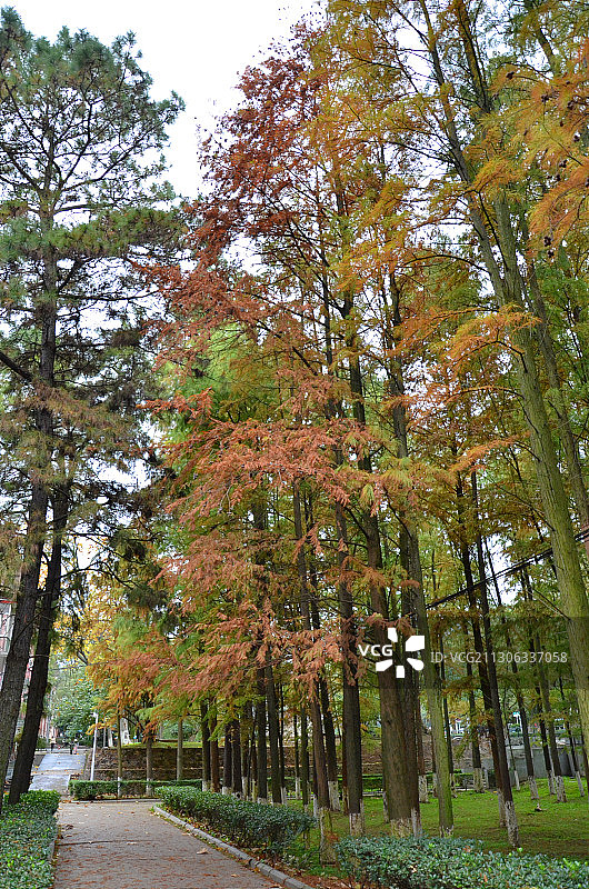 湖南大学校园一秋景图片素材