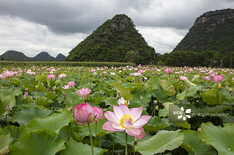 普者黑的荷花图片素材