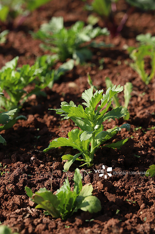 菜地里正在生长的茼蒿图片素材