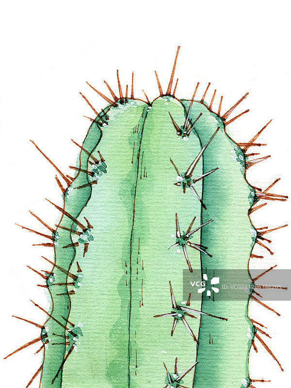 手绘水彩钢笔淡彩植物仙人掌素材元素插画图片素材