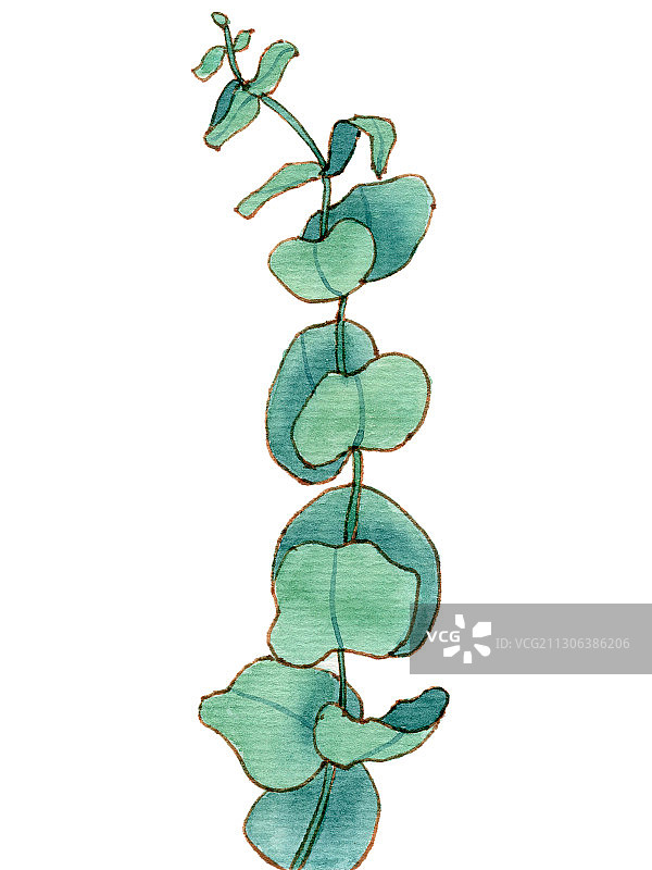 手绘水彩钢笔淡彩植物尤加利素材元素插画图片素材