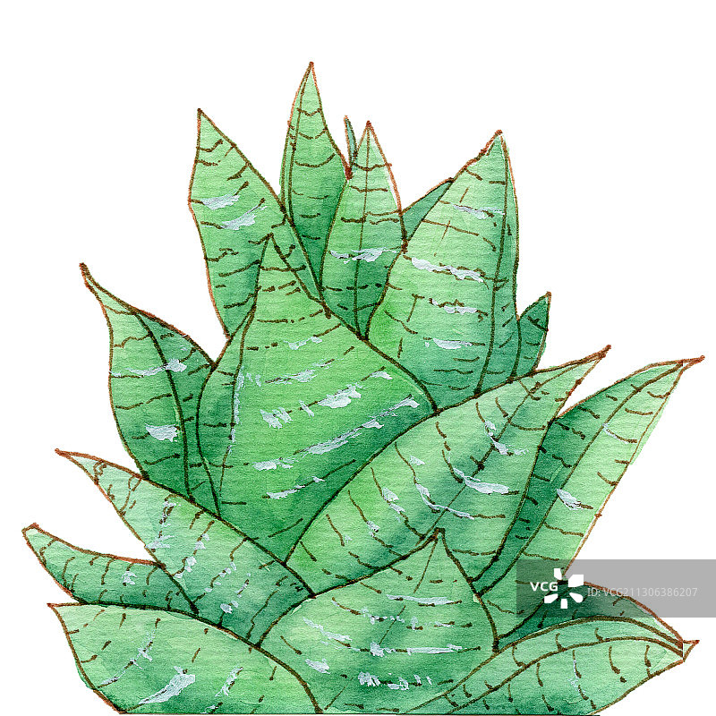 手绘水彩钢笔淡彩植物芦荟素材元素插画图片素材