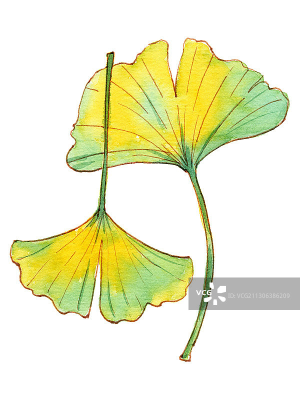 手绘水彩钢笔淡彩植物银杏叶素材元素插画图片素材