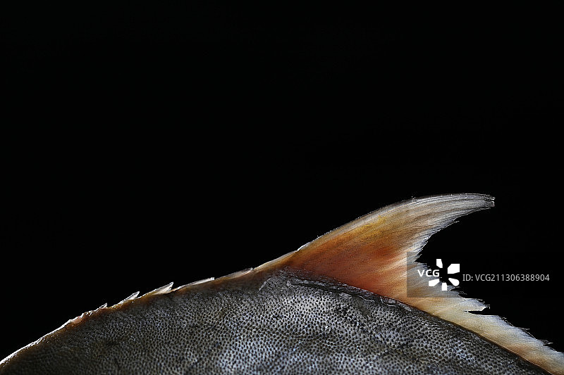 美食食材：鲳鱼，别名有镜鱼、平鱼图片素材