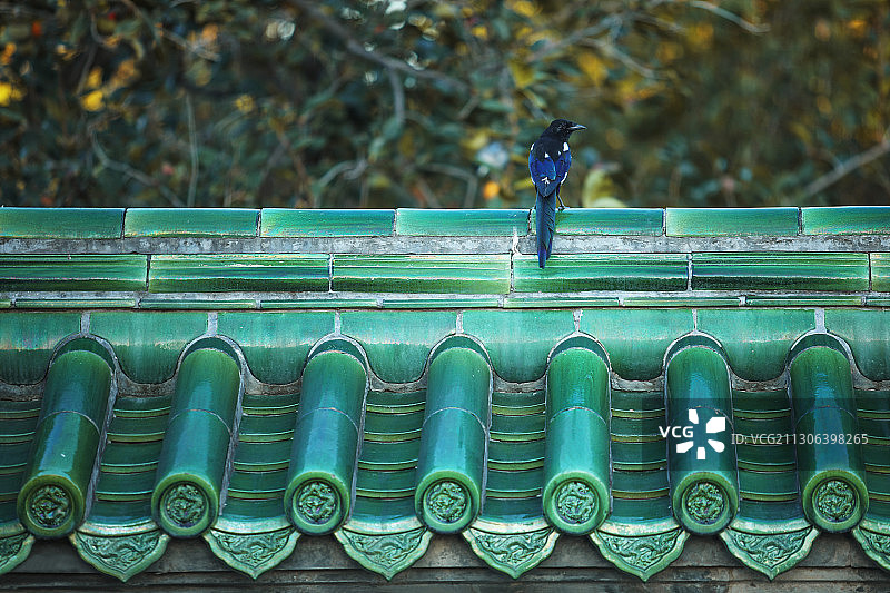 天坛琉璃屋脊与鸟图片素材