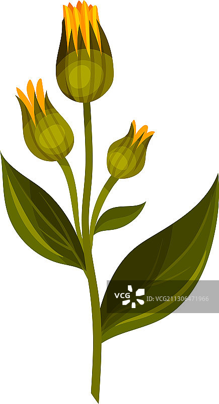 关闭的山金车或阿尔尼卡蒙大拿图片素材