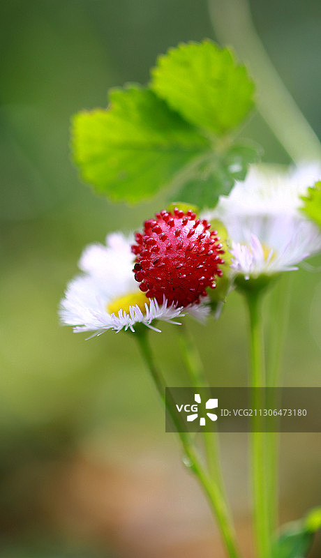 蛇莓与雏菊图片素材