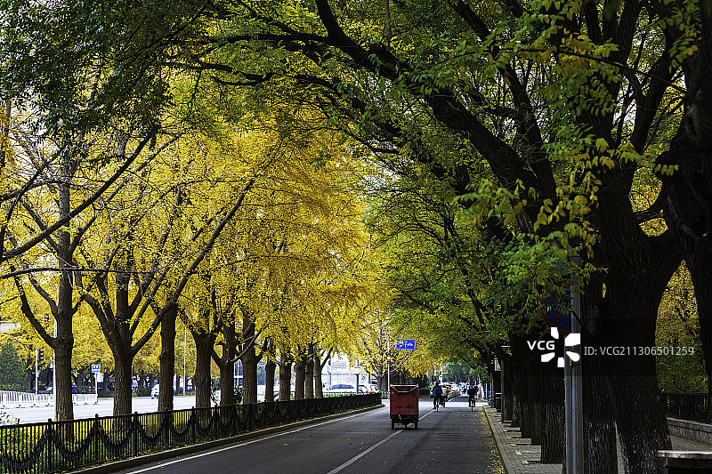 北京钓鱼台国宾馆银杏大道（01）图片素材