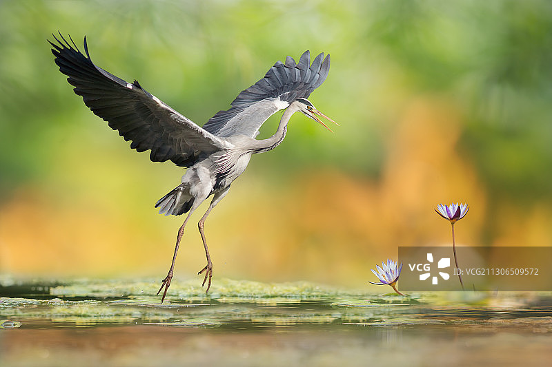 荷塘中的苍鹭，中国台湾图片素材