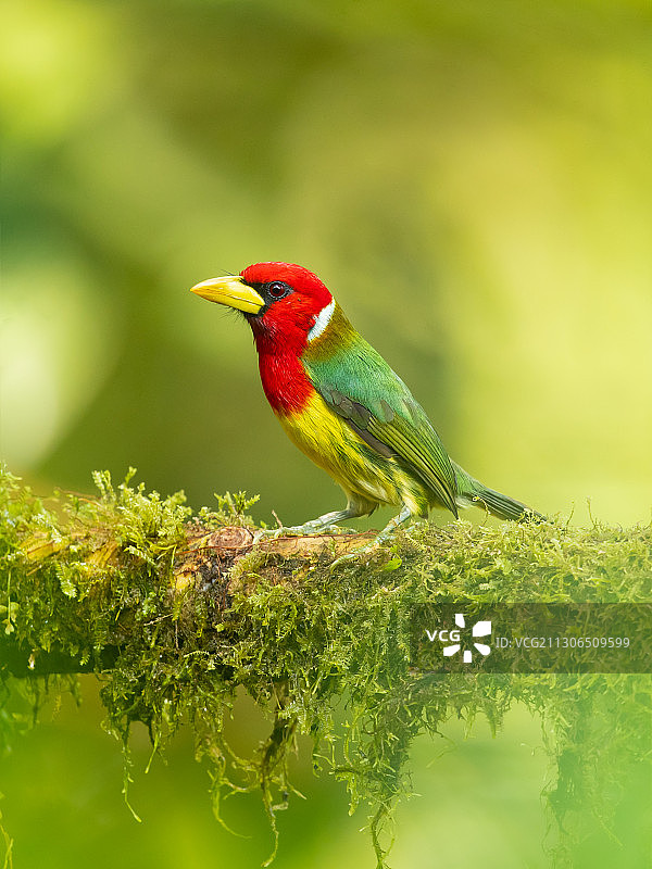 红头鹎栖息在树枝上的特写图片素材