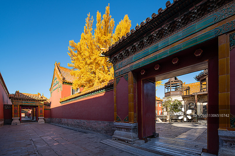 秋天金黄色的银杏叶和北京故宫博物院皇家古建筑景观图片素材
