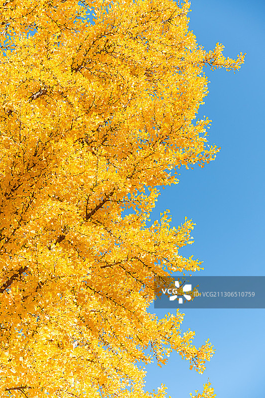 秋天金黄色的银杏叶和北京故宫博物院皇家古建筑景观图片素材