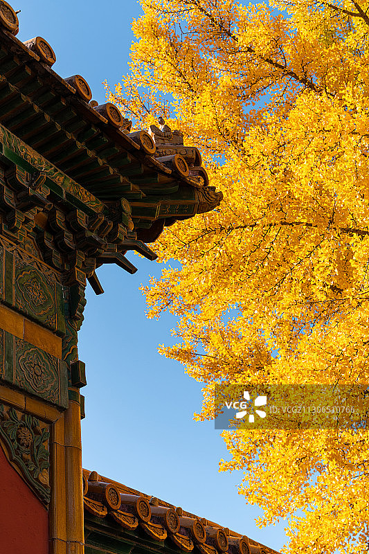 秋天金黄色的银杏叶和北京故宫博物院皇家古建筑景观图片素材