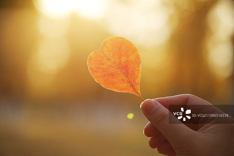 一只手拿着心形红叶图片素材