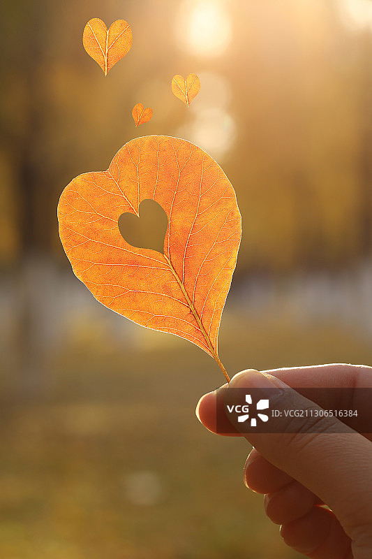 爱心叶片戏剧性的效果图片素材